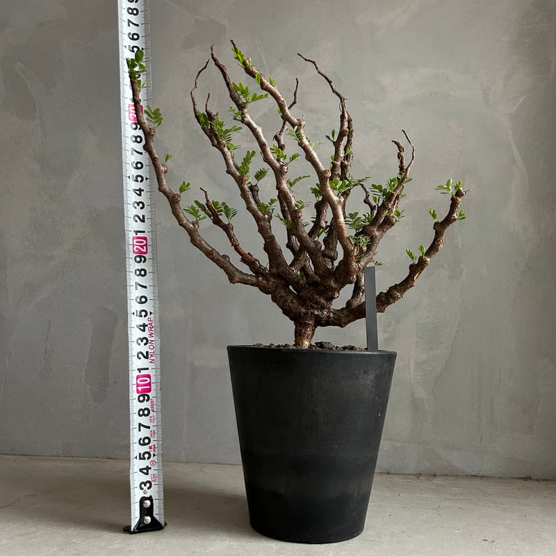 センナ メリディオナリス(実生) | ソレトナ植物店