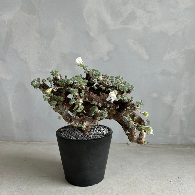 モンソニア ムルチフィダ | ソレトナ植物店