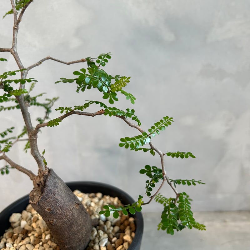 オペルクリカリア パキプス(根挿し) | ソレトナ植物店