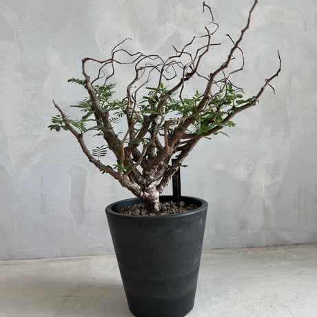 フィルミアナ　パレンス　超古株　発根済み フィルミアナ パレンス 超古株 発根済み 2025年最新