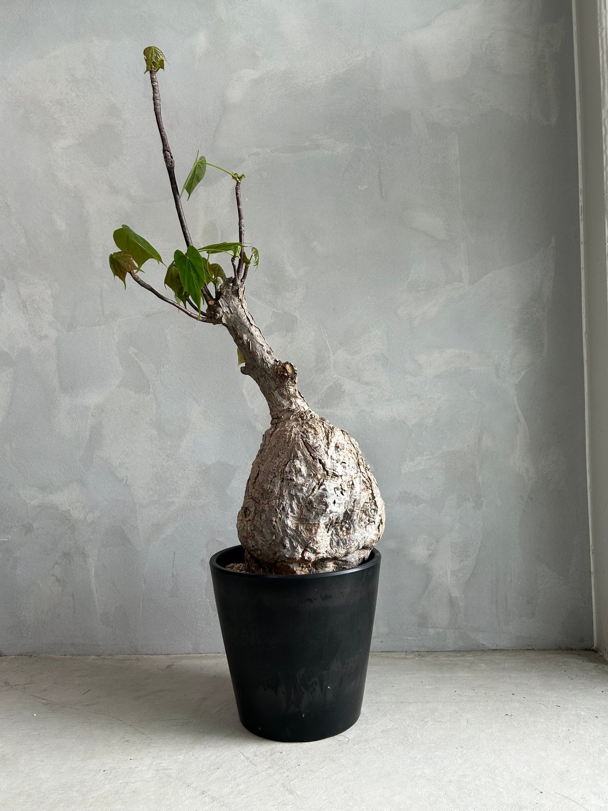 フィルミアナ コロラータ | ソレトナ植物店