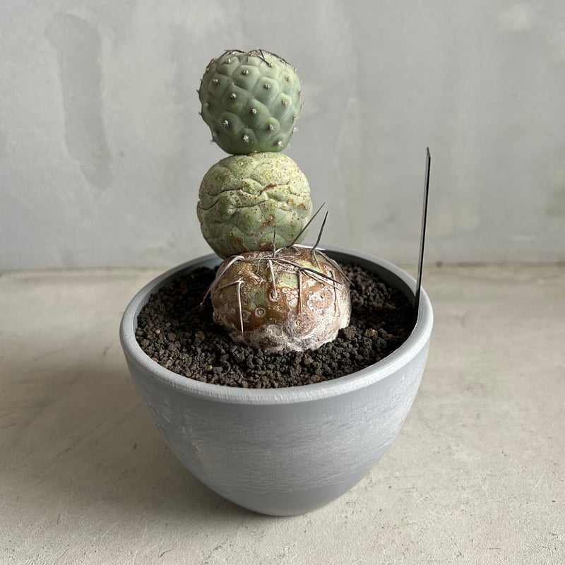 M*読様 テフロカクタス ゲオメトリクス　棘ナシ　鉢ごと M*読様 テフロカクタス ゲオメトリクス 棘ナシ 鉢ごと M*読様 テフロ