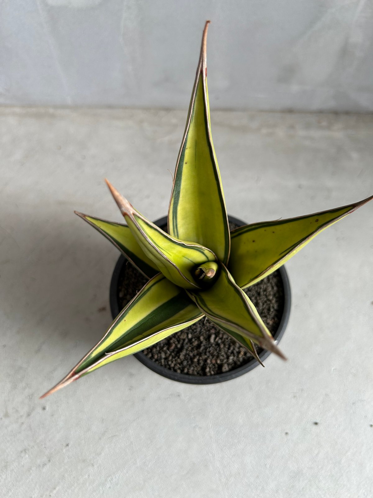 サンセベリア ピングイキュラ 斑入り | ソレトナ植物店