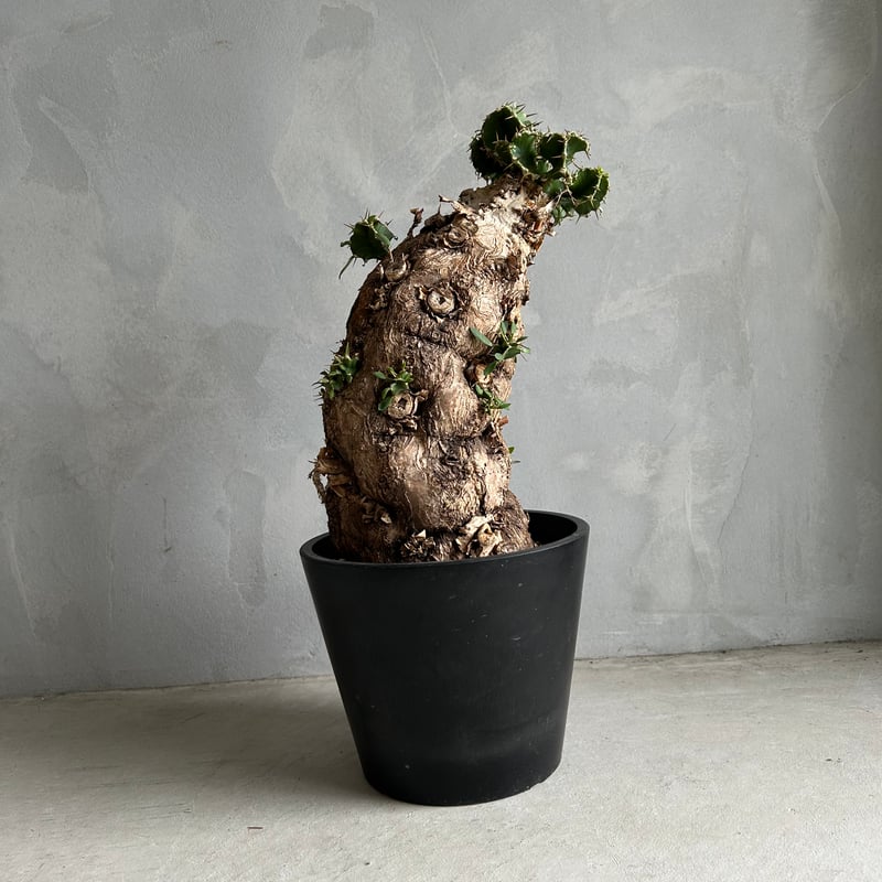 ユーフォルビア ムランジーナ (発根済み) | ソレトナ植物店