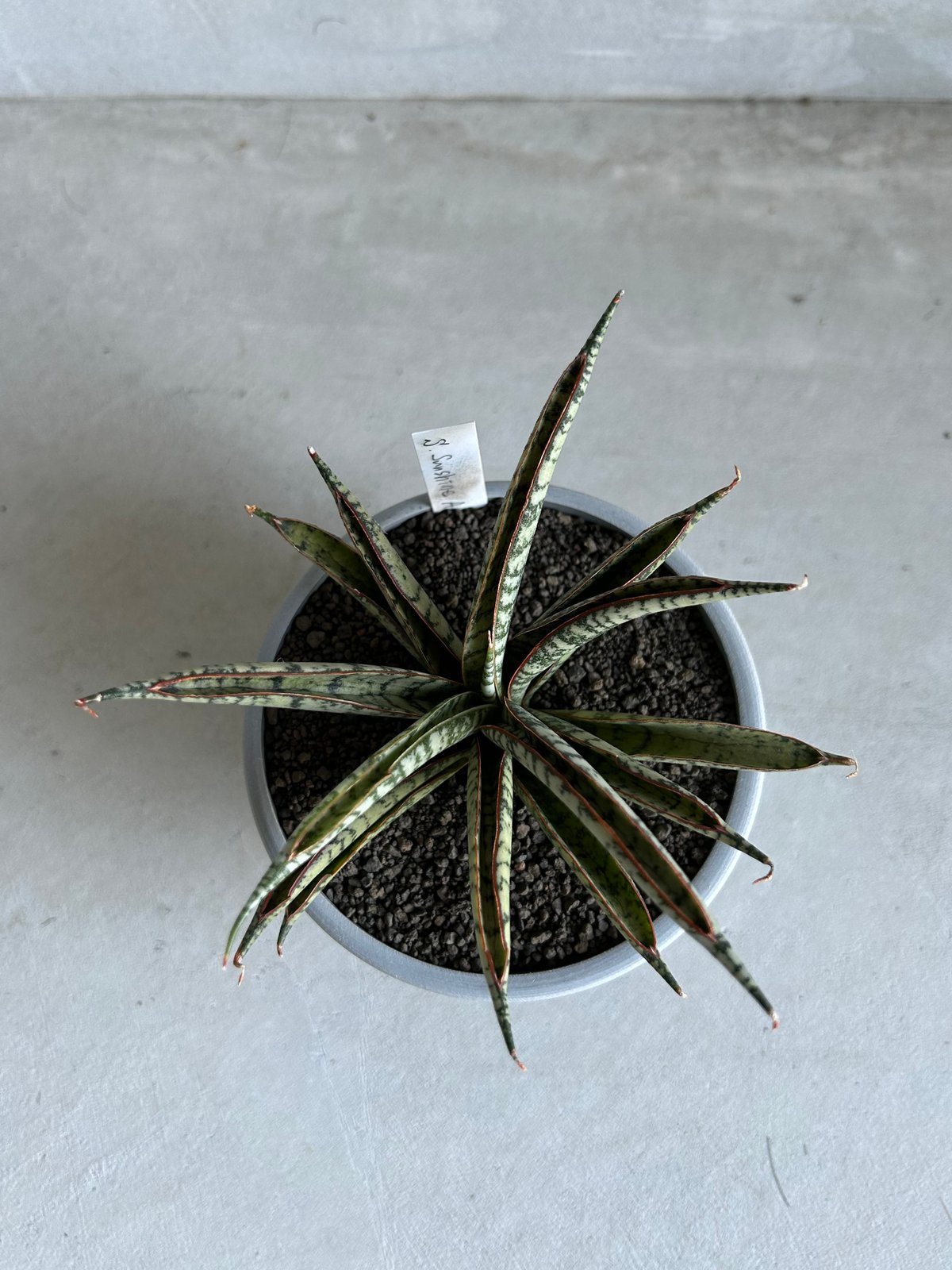 GP サンセベリア サンシャイン エンジェル コルク付け①