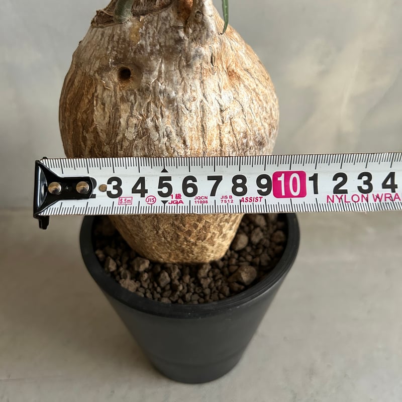 アデニウム ソマレンセ | ソレトナ植物店