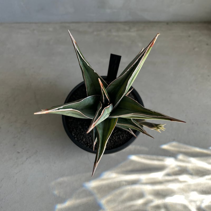 サンセベリア ピングイキュラ 斑入り | ソレトナ植物店