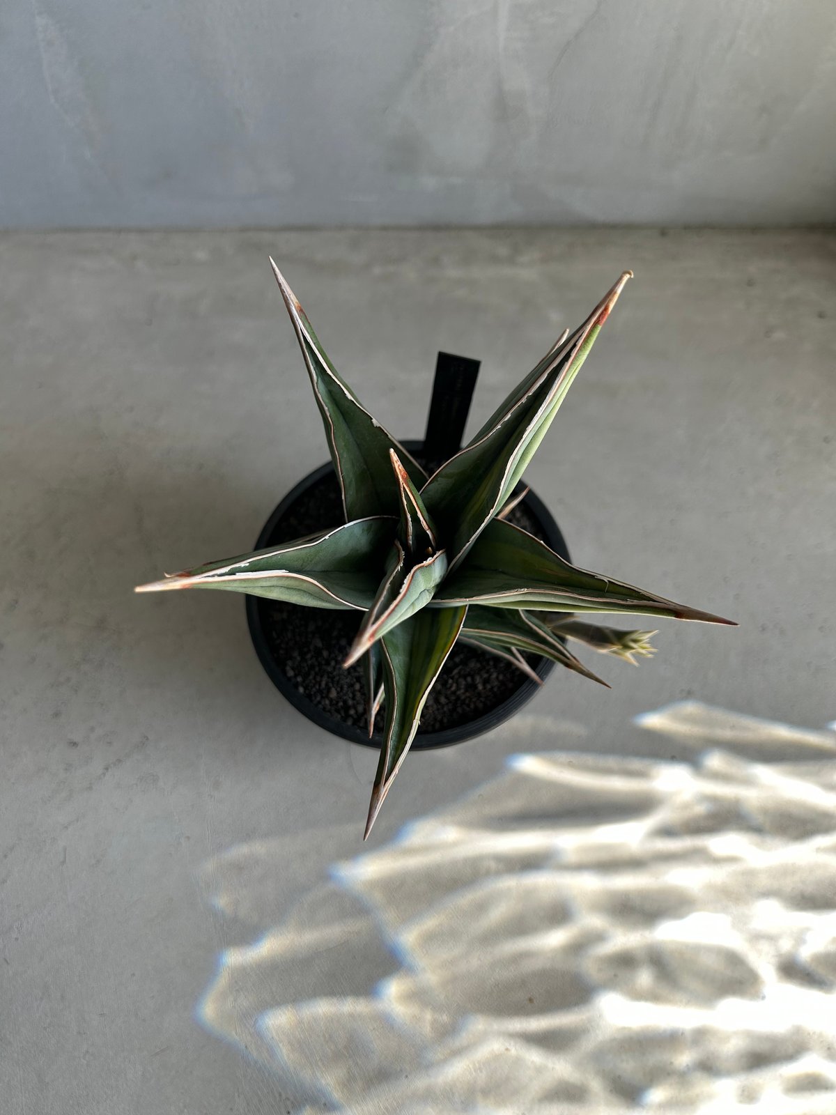 サンセベリア ピングイキュラ 斑入り | ソレトナ植物店