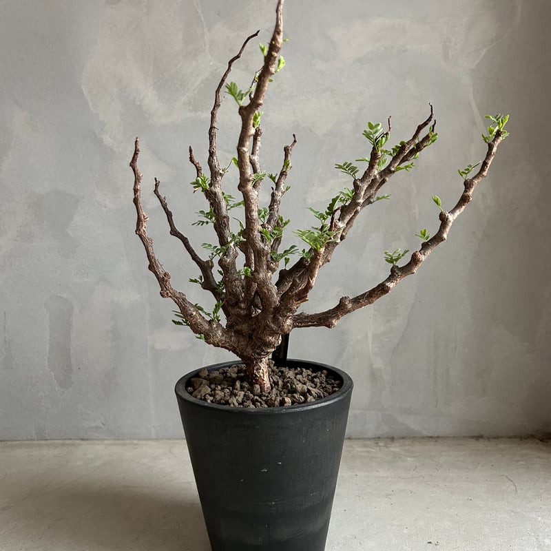 センナ メリディオナリス(実生) | ソレトナ植物店