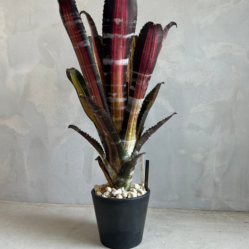 エクメア ロベルト メネスカル | ソレトナ植物店