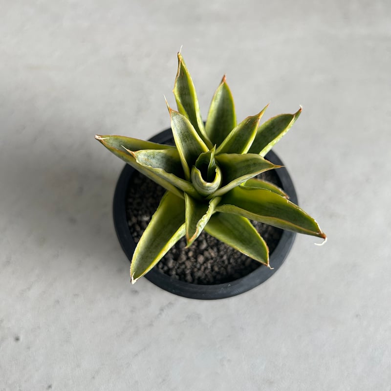 サンセベリア パゴダ 斑入り | ソレトナ植物店