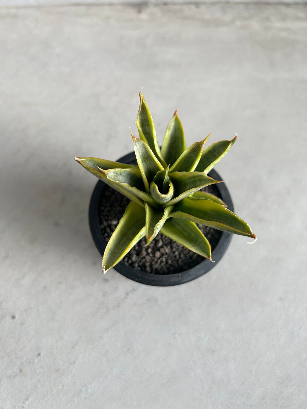 サンセベリア パゴダ 斑入り | ソレトナ植物店