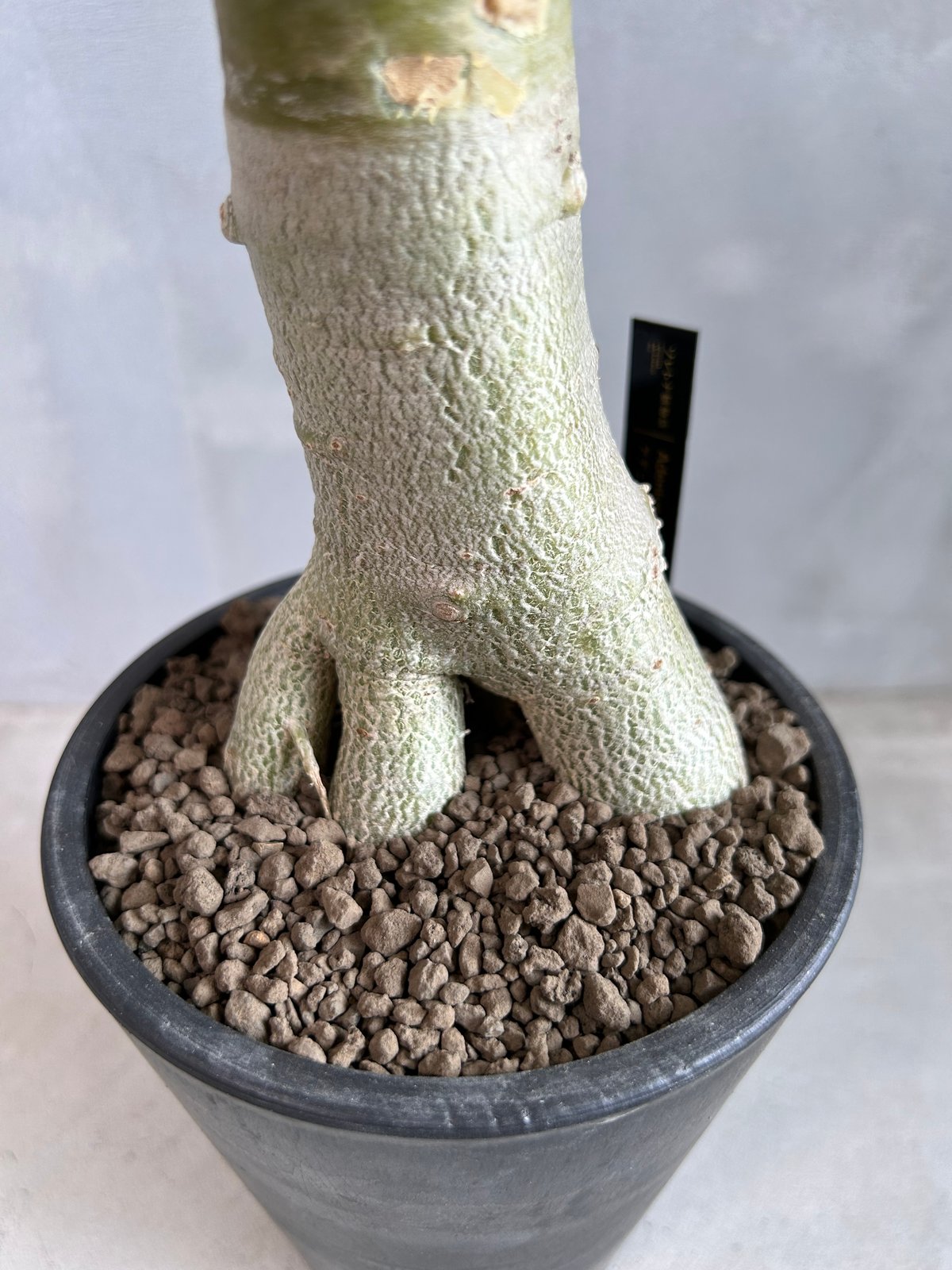 アデニウム バオバブ スタイル | ソレトナ植物店