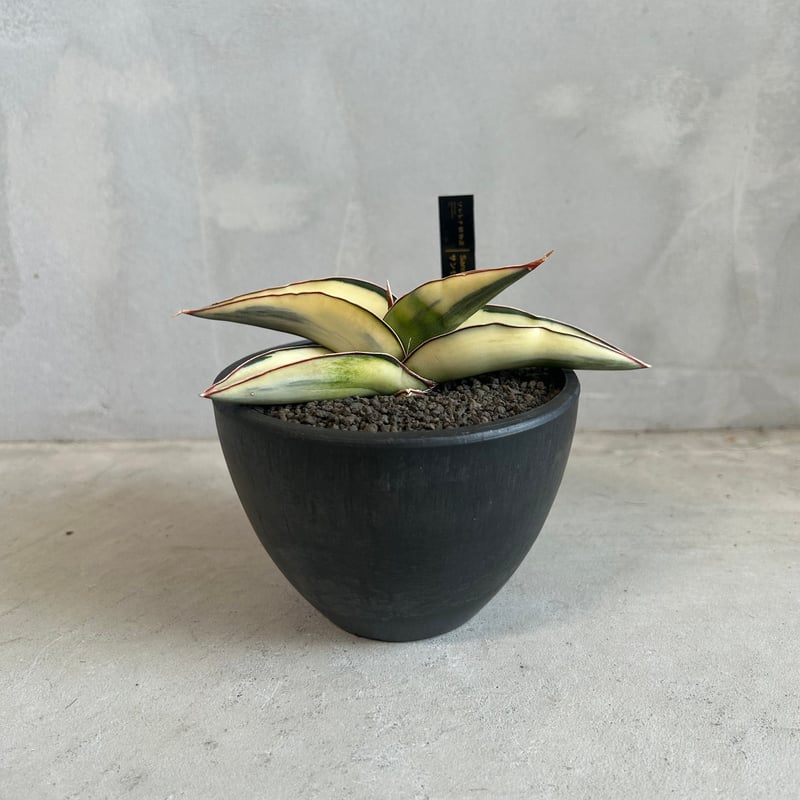 サンセベリア ロブスター 斑入り | ソレトナ植物店