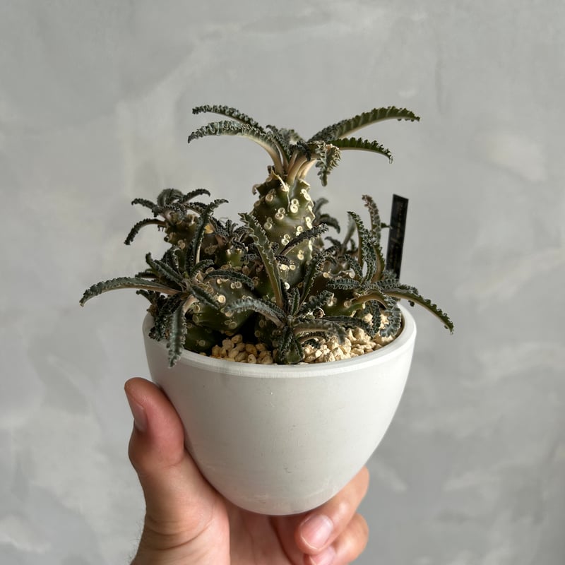 【レア/塊根植物】ドルステニア ラブラニー メス株（大株）鉢植え J レア/塊根植物】ドルステニア ラブラニー メス株（大株）鉢植え - D