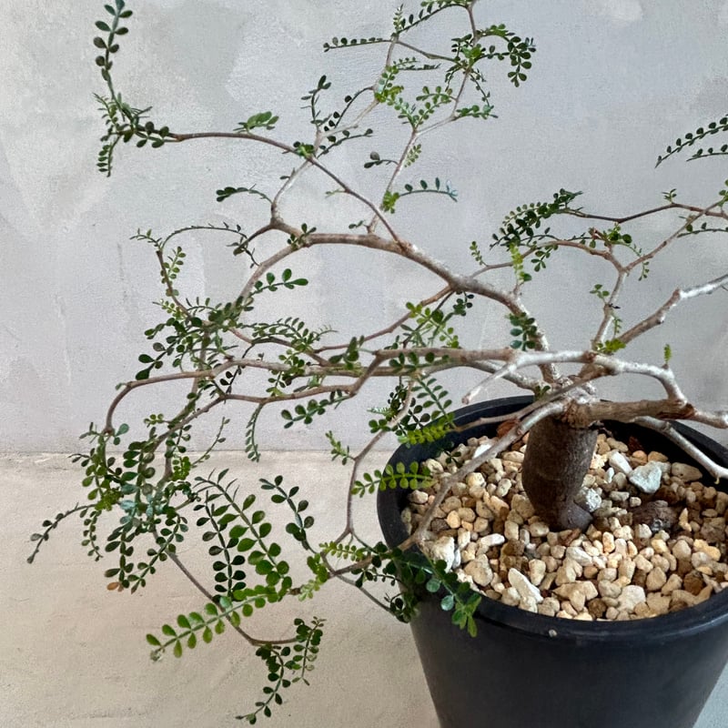 【根挿し】【鉢付発送】operculicarya pachypus パキプス オペルクリカリア パキプス／Operculicarya pachypus 発根済