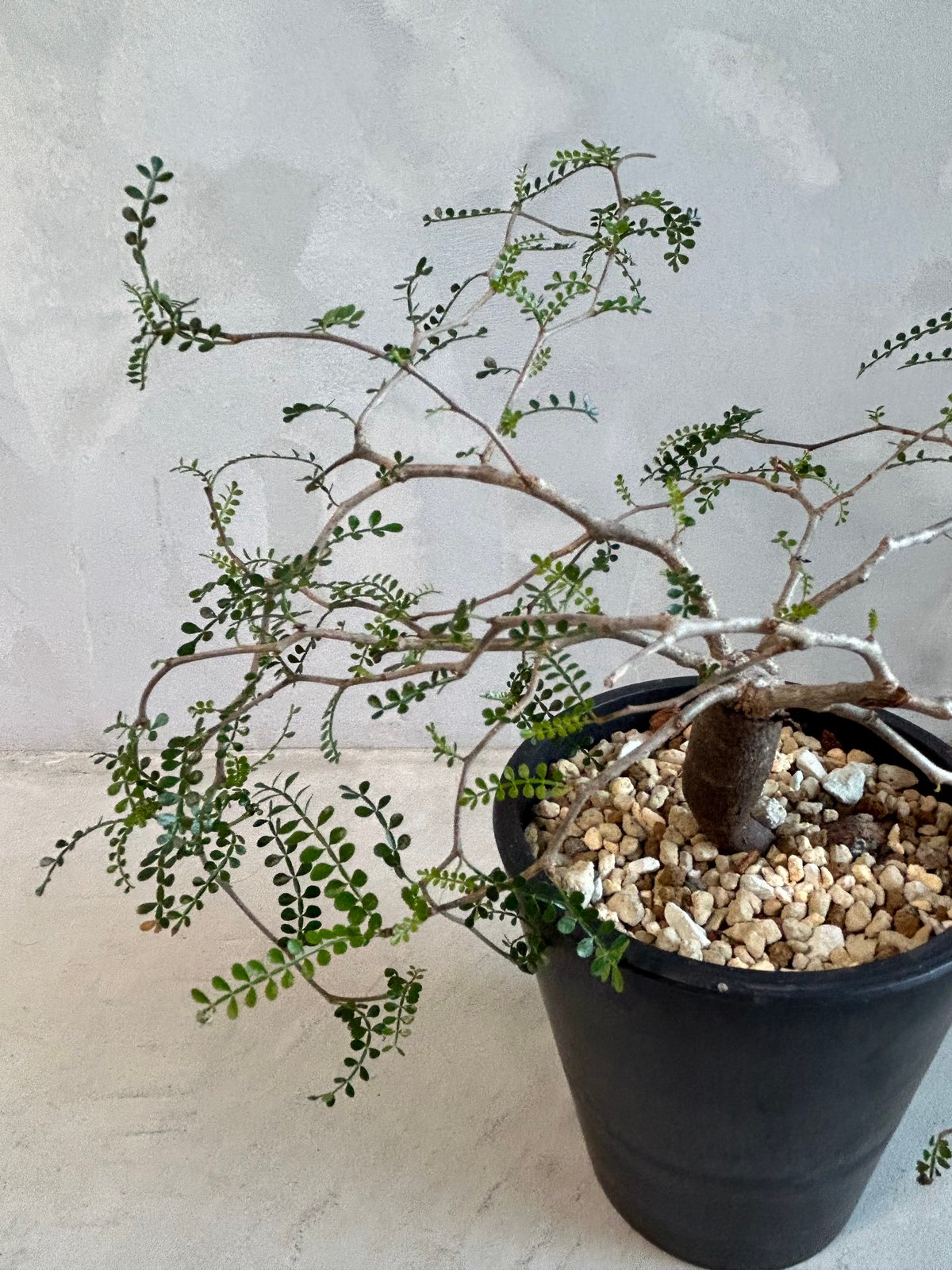 オペルクリカリア パキプス(根挿し) | ソレトナ植物店