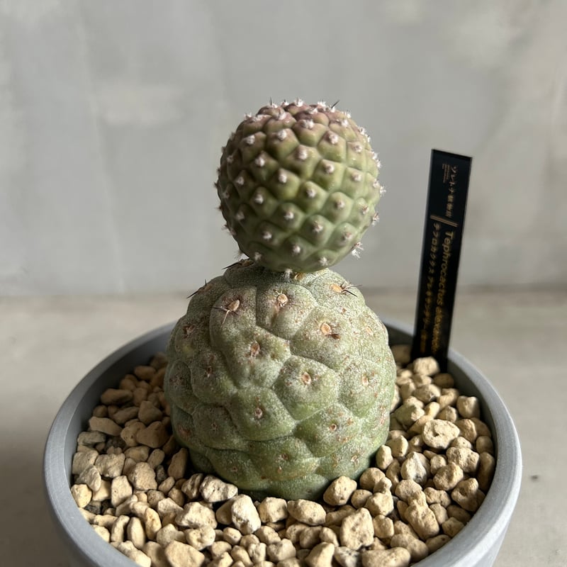 M*読様 テフロカクタス ゲオメトリクス　棘ナシ　鉢ごと M*読様 テフロカクタス ゲオメトリクス 棘ナシ 鉢ごと テフロ