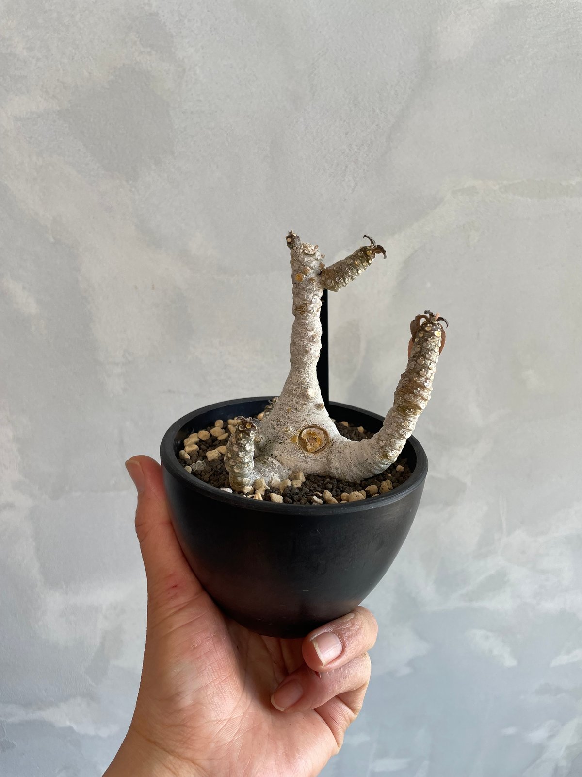 ドルステニア フォエチダ(多頭タイプ) | ソレトナ植物店