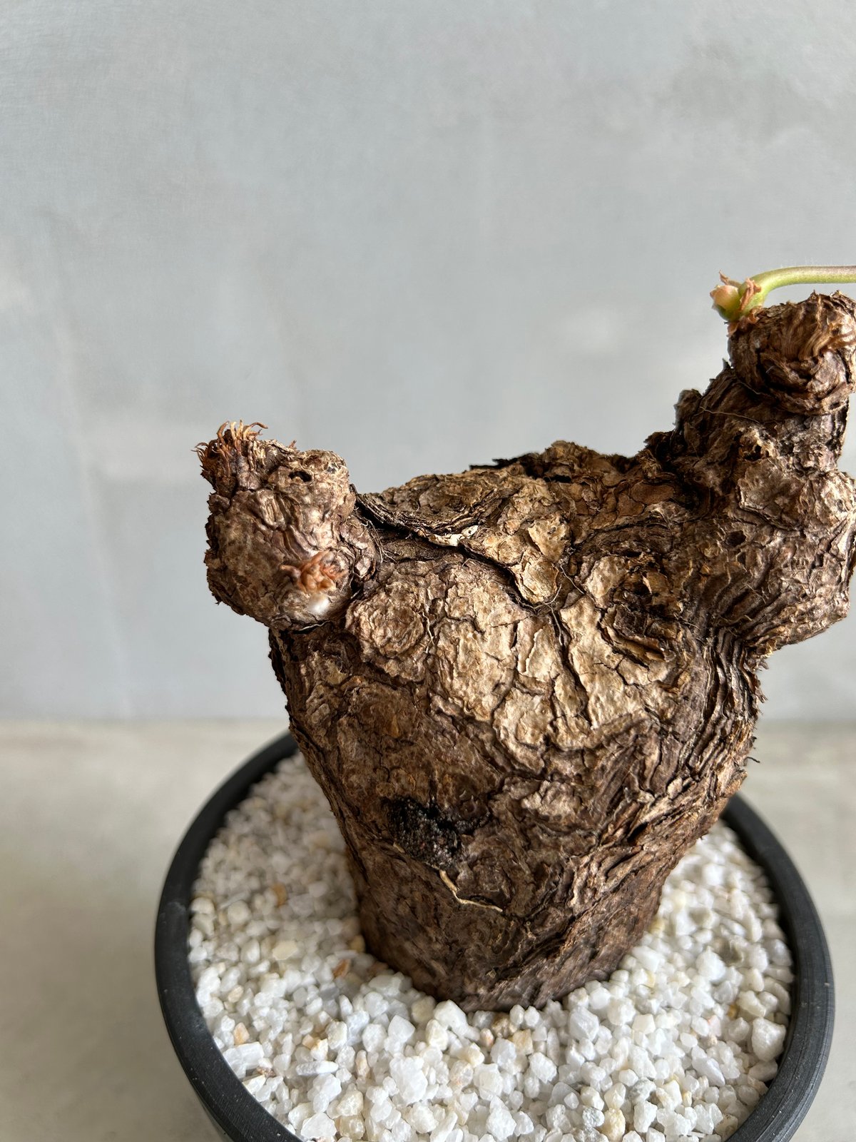 ペラルゴニウム トリステ 便座型株 鉢込み 座席型 ペラルゴニウム