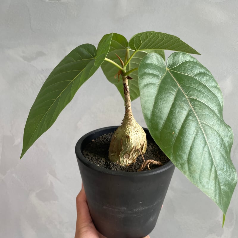 フィカス パルメリー | ソレトナ植物店