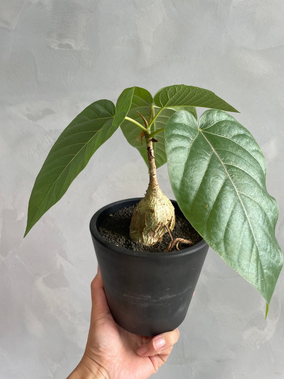 フィカス パルメリー | ソレトナ植物店