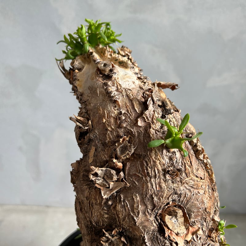 ユーフォルビア ムランジーナ (発根済み) | ソレトナ植物店