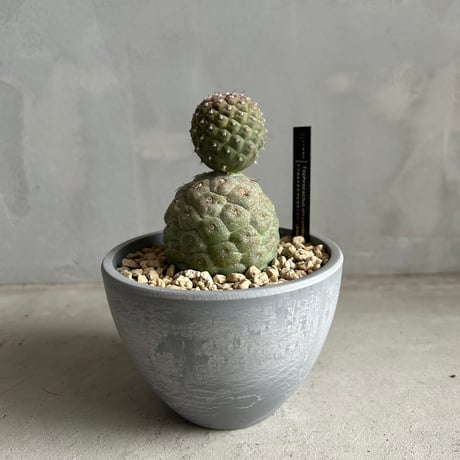 【特大19球】テフロカクタス ゲオメトリクス Tephrocactus geometricus【テフロカクタス・ゲオメトリクス