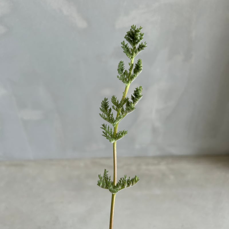 ペラルゴニウム トリステ | ソレトナ植物店