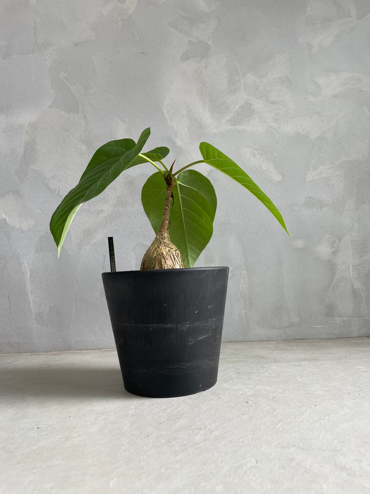 フィカス　パルメリー、コーデックス（鉢付き対応可） フィカス パルメリー | ソレトナ植物店