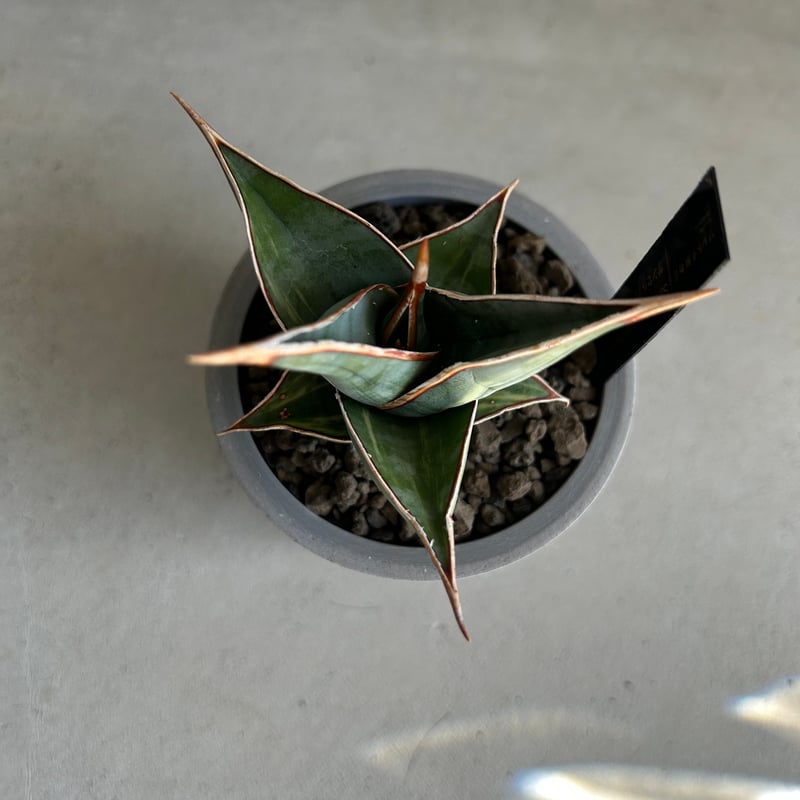 サンセベリア ピングイキュラ 斑入り | ソレトナ植物店