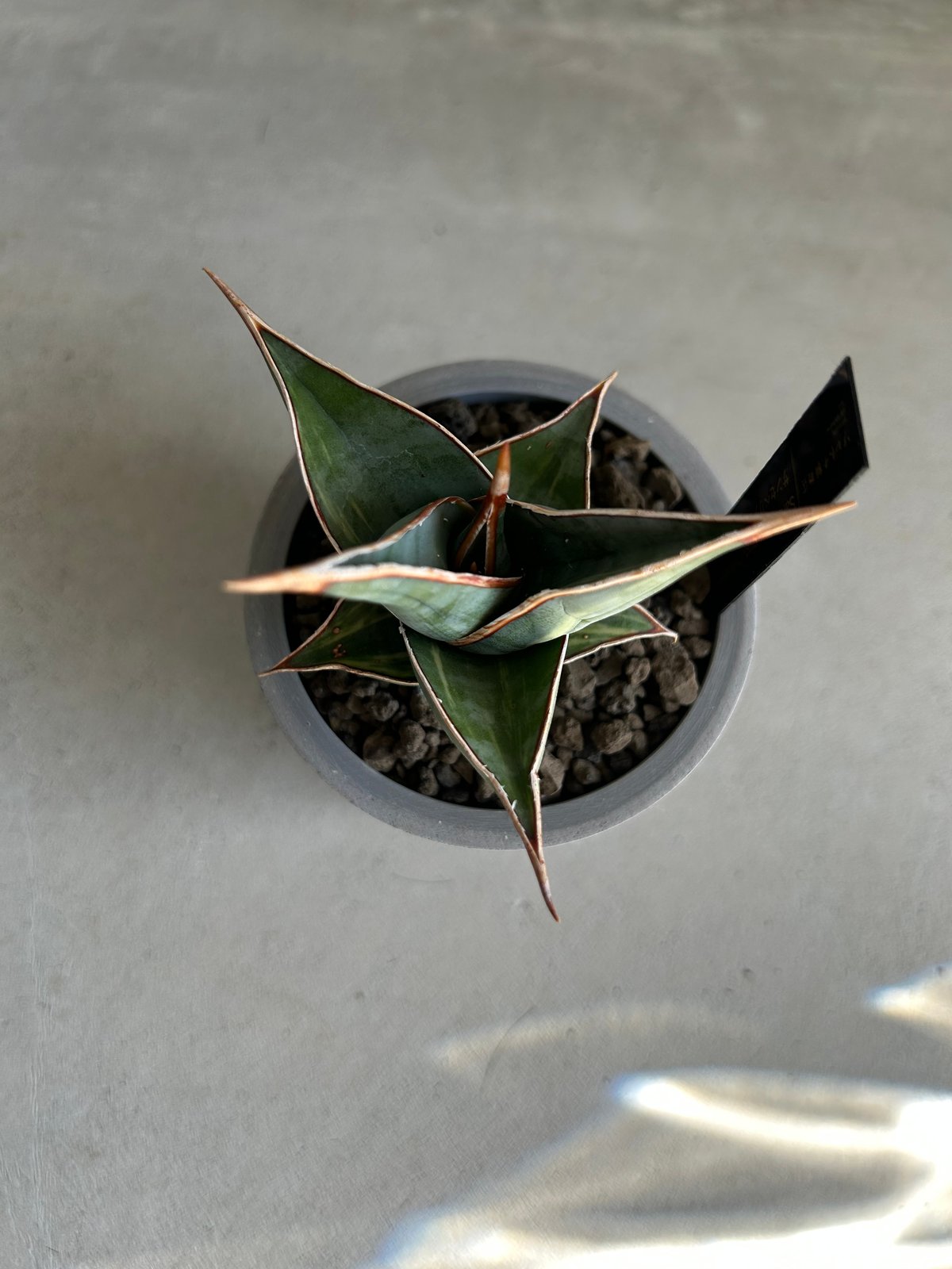 サンセベリア ピングイキュラ 斑入り | ソレトナ植物店