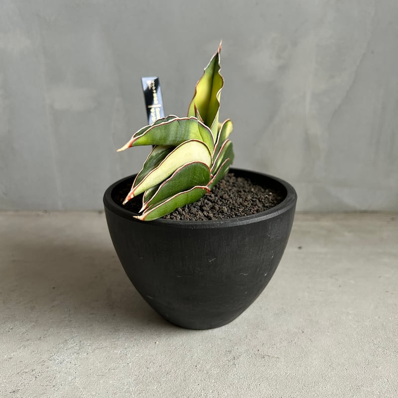超希少　サンセベリア　ロブスター サンセベリア ロブスター 斑入り | ソレトナ植物店