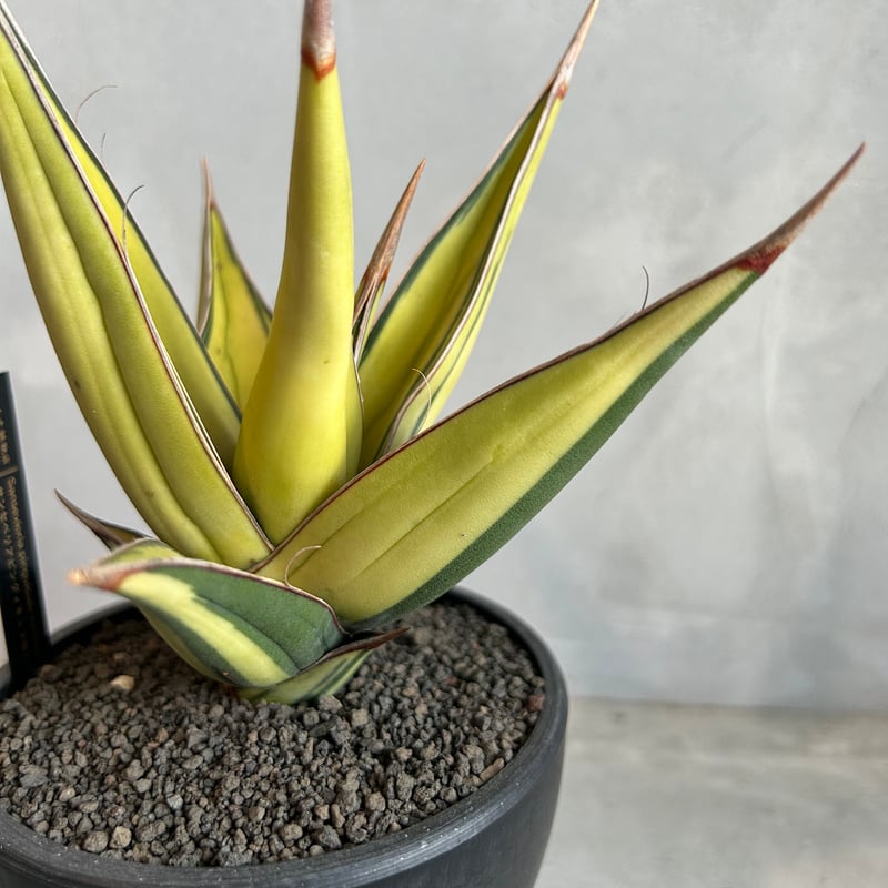 サンセベリア ピングイキュラ 斑入り | ソレトナ植物店