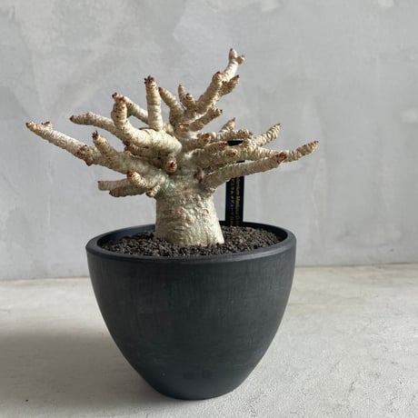 塊根(パキプス)益子焼き　鉢 塊根(パキプス)益子焼き 鉢 GOODDAYSオンラインショップ