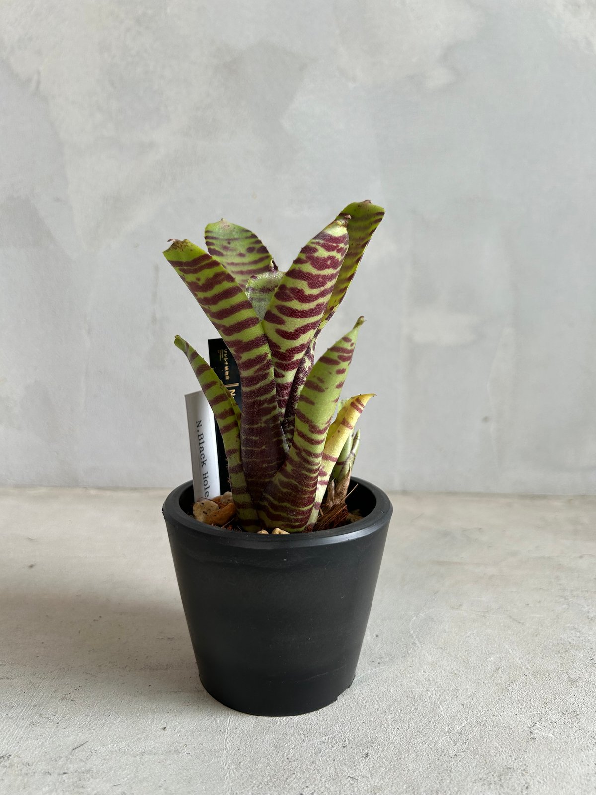 ネオレゲリア　ウィルソニアナ　ブラックフォーム　希少種 ネオレゲリア ウィルソニアナ ブラックフォーム 希少種