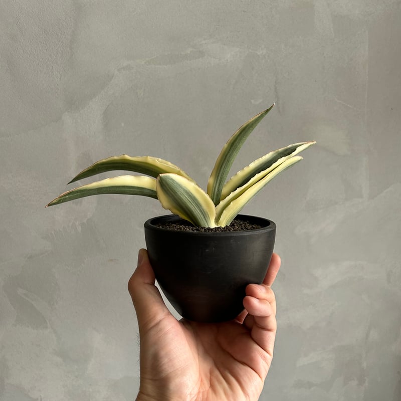 サンセベリア カタナ クリーム斑入り | ソレトナ植物店