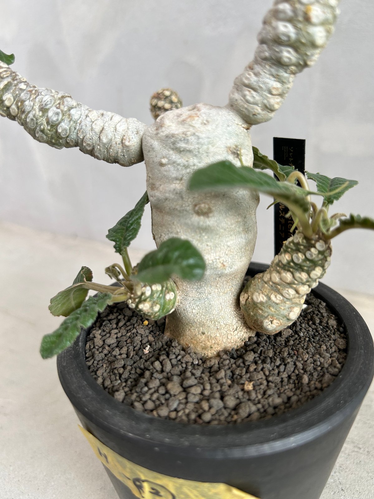 ドルステニア　フォエチダ　大株　多頭株 ドルステニア フォエチダ 大株 多頭株 ドルステニア フォエチダ（多頭