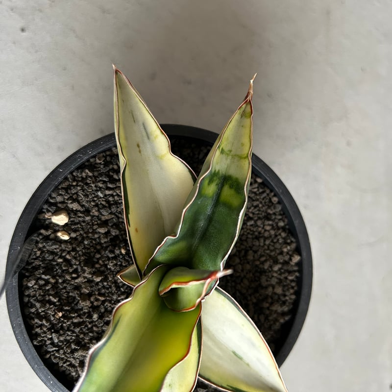 サンセベリア ロブスター 斑入り | ソレトナ植物店