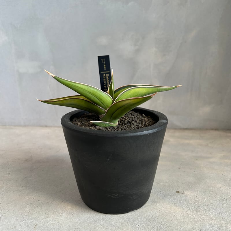 サンセベリア lav.23251 | ソレトナ植物店