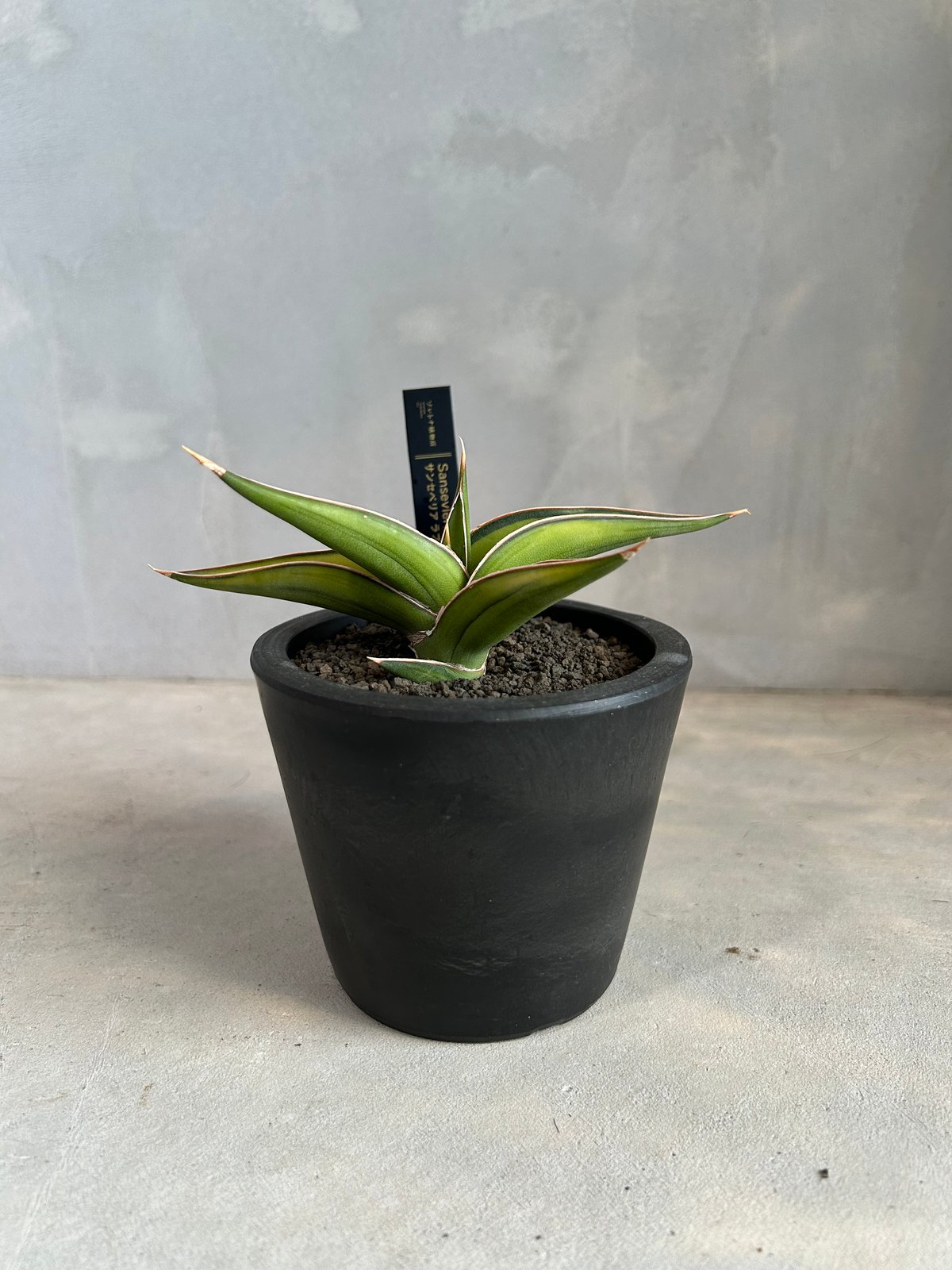 サンスベリア　Lav23251 斑入 Sansevieria Lav23251 サンセベリア lav.23251 | ソレトナ植物店