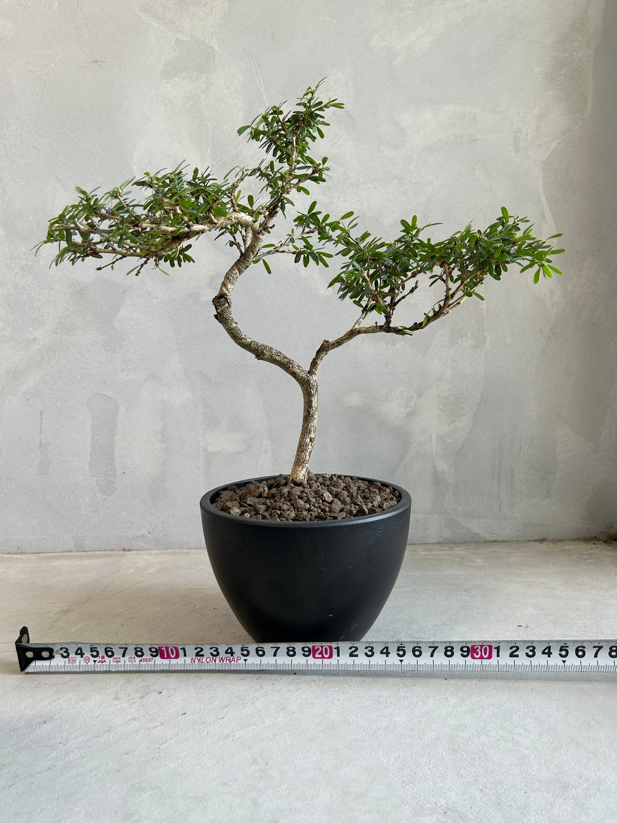 盆栽　ソナレ　中品 盆栽 ソナレ 中品