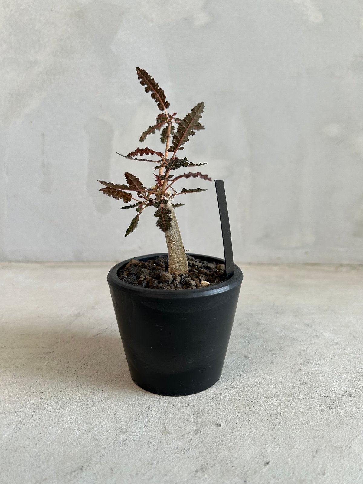 ボスウェリア ソコトラ×ナナ | ソレトナ植物店