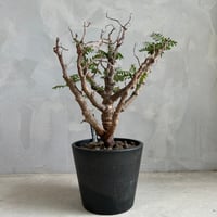 パキポディウム ウィンゾリー(タイ実生苗) | ソレトナ植物店