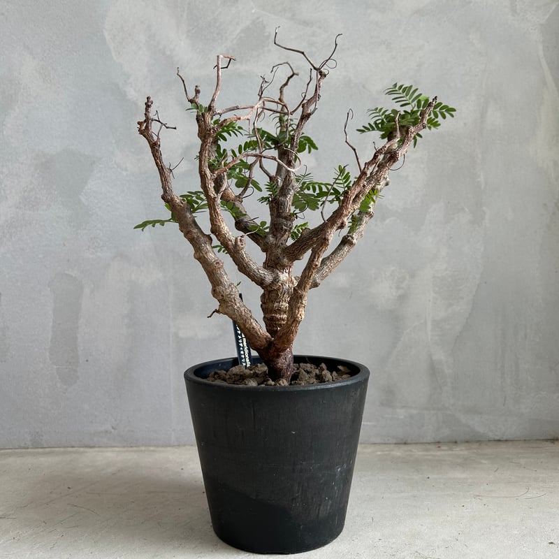 センナ メリディオナリス(実生) | ソレトナ植物店