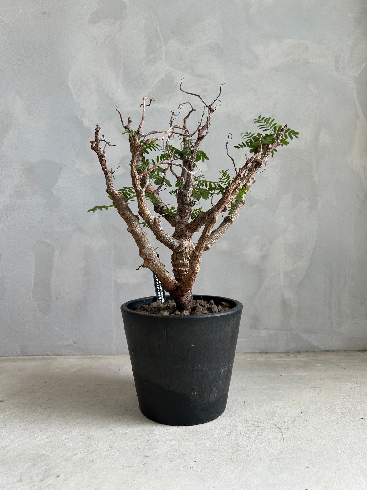 センナ メリディオナリス(実生) | ソレトナ植物店