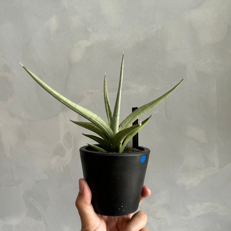 サンセベリア ダンシング ドラゴン | ソレトナ植物店