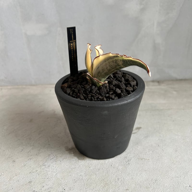 サンセベリア キルキーコパトーン 斑入り | ソレトナ植物店