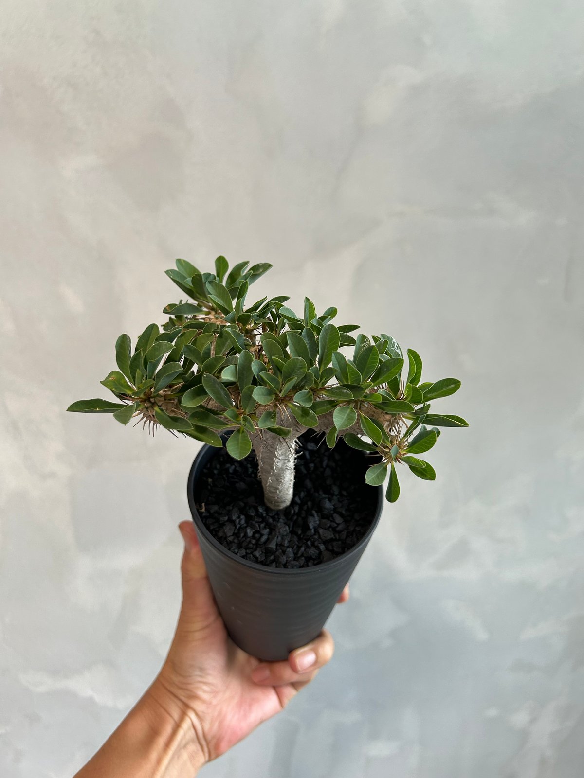 ユーフォルビア ギラウミニアナ(実生苗) | ソレトナ植物店