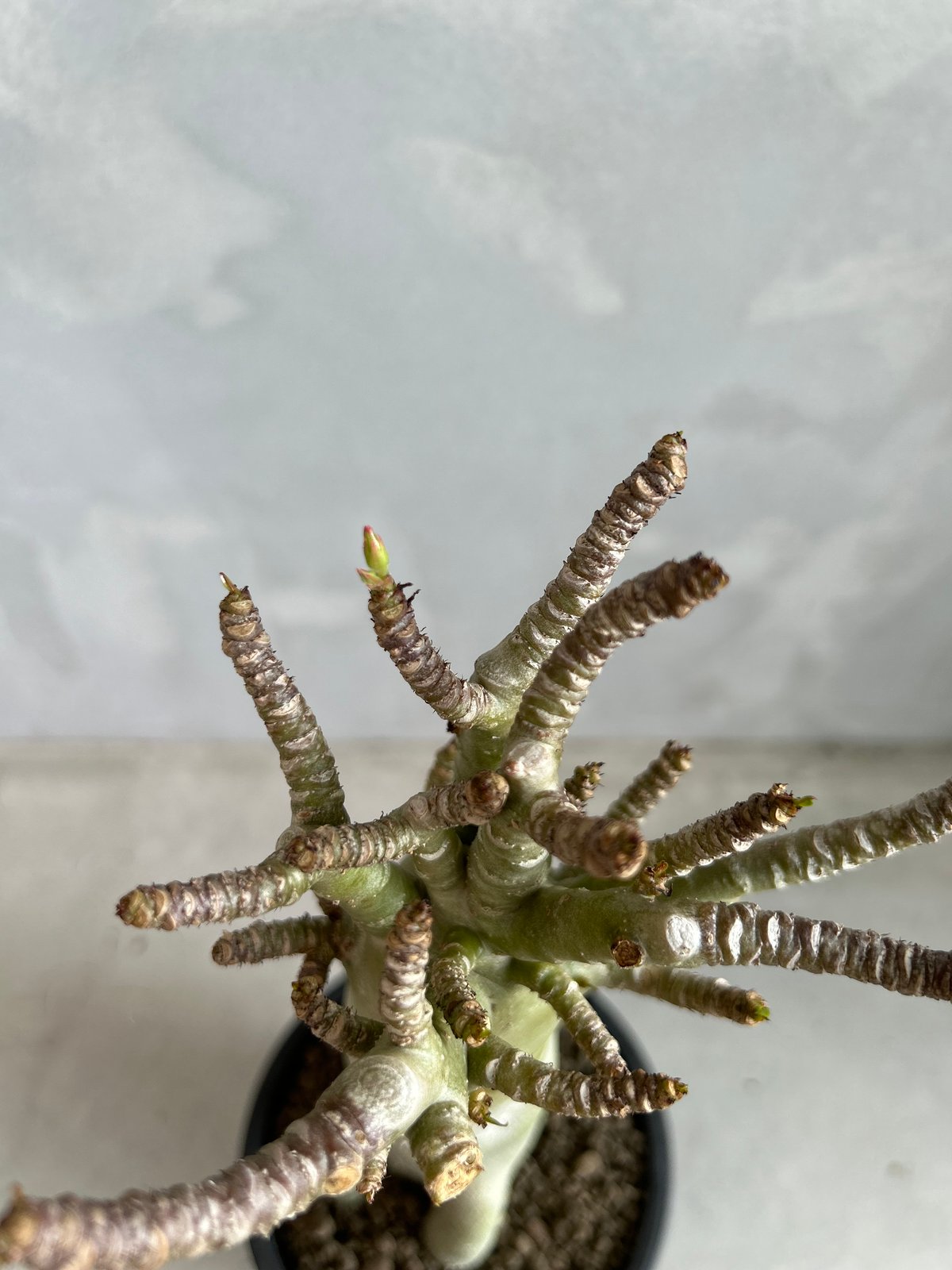 アデニウム バオバブ スタイル | ソレトナ植物店